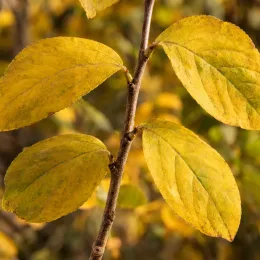 Arbre aux anémones (Calycanthus praecox) — gros plan sur feuilles jaunes sur tige