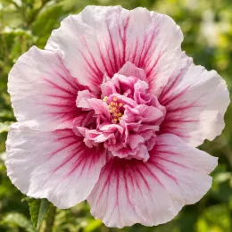 Althéa 'Starburst chiffon' (Hibiscus syriacus) — gros plan de grande fleur bicolore ouverte