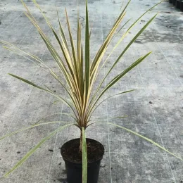 Faux-Dragonnier 'Torbay Dazzler' (Cordyline australis) — jeune plante graphique à longues feuilles rubanées · Pot 2.5L