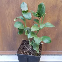 Citronnier 4 saisons (Citrus limon) — jeune plant vert en pot noir de pépinière · Godet