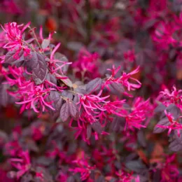 Loropetalum
