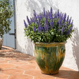 Sauge des bois 'New dimension blue' (Salvia nemorosa) — plante fleurie en pot vernissé sur terrasse · Photo d'illustration