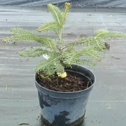 Sapin pectiné (Abies alba) — jeune conifère ramifié dans un pot noir · Pot 2.5L