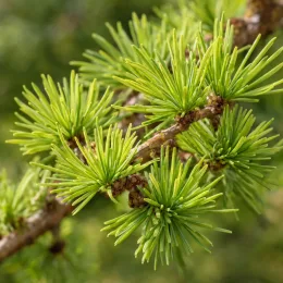 Mélèze hybride (Larix eurolepis) — gros plan sur aiguilles tendres vert clair · Photo d'illustration