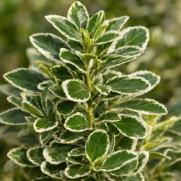 Fusain du japon 'Silver king' (Euonymus japonicus) — feuillage dense vert bordé de blanc, gros plan