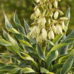 Yucca ondulé (Yucca rupicola) — touffe de longues feuilles dressées et inflorescence crème · Photo d'illustration
