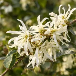 Loropétale de chine 'Ice berry' (Loropetalum chinensis) — gros plan de fleurs blanches rubanées sur branche · Photo d'illustration