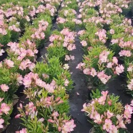 Alstroemeria 'Summer break' (Alstroemeria aurea) — rangées de plantes fleuries roses en pépinière · Pot 3L