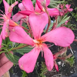 Laurier rose 'Emma schneider' (Nerium oleander) — gros plan de grandes fleurs roses légèrement abîmées
