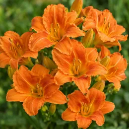 Hemerocalle (Hemerocalle thumbellina) — gros plan de fleurs orange ouvertes et boutons · Photo d'illustration
