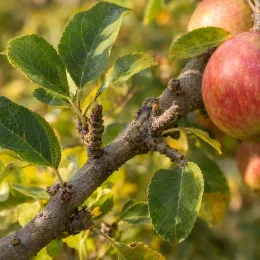 Pommier 'Benedictin' (Malus domestica) — branche avec feuilles et pommes mûres