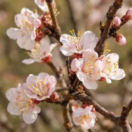 Abricotier 'Tardif de tain' (Prunus armeniaca) — branche couverte de fleurs rosées en gros plan