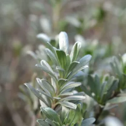 Convolvulus