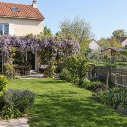 Glycine du japon 'Issai' (Wisteria floribunda) — grappes de fleurs retombantes couvrant pergola de terrasse · Photo d'illustration