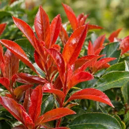 Photinia 'Dynamo red' (Photinia fraseri) — feuillage rouge vif contrastant avec feuilles vertes