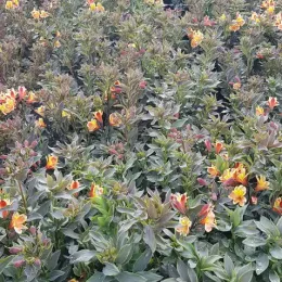 Alstroemeria 'Summer breeze' (Alstroemeria aurea) — large massif de vivaces fleuries jaune orangé · Pot 3L