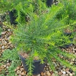 Grévilléa à feuilles de genévrier (Grevillea juniperina) — arbuste vert dense en pot sur gravier · Pot 3L Touffe