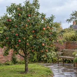 Pommier 'Usta gorria' (Malus domestica) — arbre fruitier avec nombreuses pommes rouges · Photo d'illustration