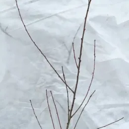 Pêcher franc 'Chanturgue' (Prunus persica) — jeune scion à feuilles caduques sans feuillage apparent · Pot 2L