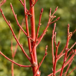 Érable du japon 'Senkaki vert' (Acer palmatum) — rameaux rouges dégarnis sur fond vert flou · Photo d'illustration