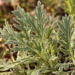 Knautia (Knautia macedonia) — jeune feuillage découpé en rosette serrée · Photo d'illustration