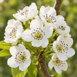 Poirier commun 'Kirchensaller' (Pyrus communis) — grappe de fleurs blanches sur branche · Photo d'illustration