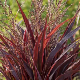 Panicum 'Purple breeze' (Panicum virgatum) — touffes de feuilles pourpres avec fines panicules