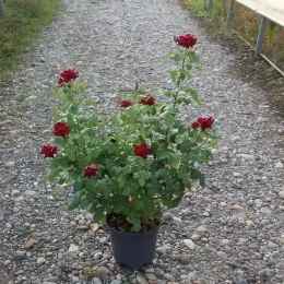 Rosier 'Bertrand amoussou' (Rosa hybrida) — buisson fleuri à grandes roses rouges sur gravier · Pot 7.5L