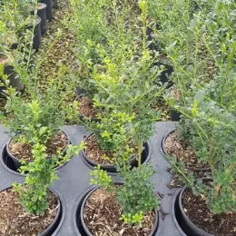 Houx crénelé 'O 'farrowsk6' (Ilex) — jeunes arbustes en pot alignés sur table · Pot 3L