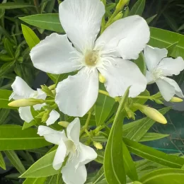 Laurier rose 'Album maximum' (Nerium oleander) — grappe de fleurs blanches avec boutons jaunes