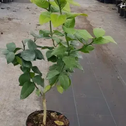 Cédrat rouge 'Pigmentata' (Citrus limonimedica) — jeune arbuste en pot sur sol de pépinière · Pot 5L Touffe
