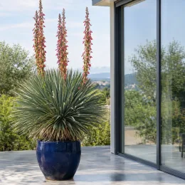 Dasylire (Dasylirion gentryi) — grand sujet graphique en pot sur terrasse · Photo d'illustration