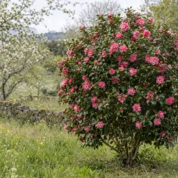Camélia du japon 'Chandleri elegans rose' (Camellia japonica) — grand arbuste couvert de fleurs roses isolé au jardin · Photo d'illustration