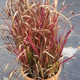 Impérate 'Red baron' (Imperata cylindrica) — touffe dense de feuilles rouge brun en pot · Pot 3L Touffe