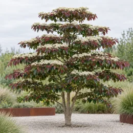 Cornouiller discuté (Cornus controversa) — arbre ornemental à étages fleuris sur gravier · Photo d'illustration