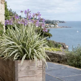 Tulbaghie 'Variegata' (Tulbaghia violacea) — touffe dense au feuillage panaché et fleurs mauves · Photo d'illustration