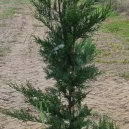 Cyprès de Leyland (Cupressocyparis leylandii) — conifère élancé en pleine terre sur sol nu · Pot 8L
