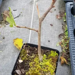 Figuier brown turkey (Ficus carica) — jeune plant ligneux avec quelques feuilles en pot · Pot 1.5L Touffe