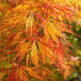 Érable du japon 'Seiryu' (Acer palmatum) — feuillage très découpé jaune et orange · Photo d'illustration