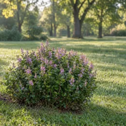 Germandrée (Teucrium) — arbuste arrondi fleuri dans une pelouse · Photo d'illustration