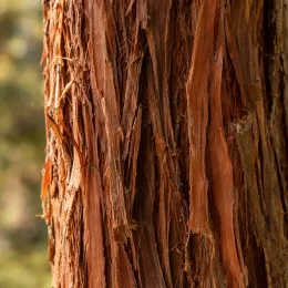Cèdre du japon 'Araucarioides' (Cryptomeria japonica) — gros plan sur écorce fibreuse déchiquetée