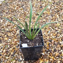 Dague espagnole géante (Yucca carnerosana) — jeune plant graphique dans pot noir plastique · Pot 3L Touffe