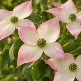 Cornouiller du japon 'Norman hadden' (Cornus kousa) — gros plan de fleurs pâles bordées de rose · Photo d'illustration