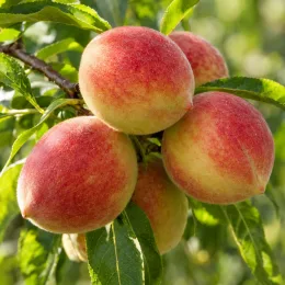 Pêcher 'Springtime' (Prunus persica) — gros plan sur plusieurs fruits rosés sur branche