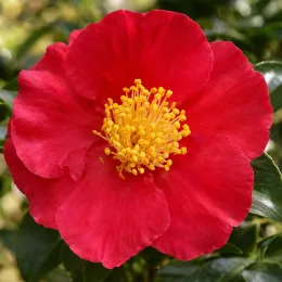 Camélia 'Mary williams rouge' (Camellia reticulata) — gros plan d’une fleur rouge ouverte