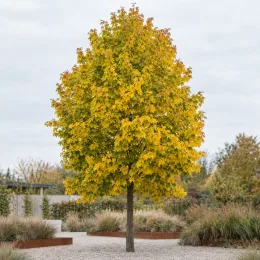 Érable plane 'Emerald queen' (Acer platanoides) — arbre isolé au feuillage jaune dans un jardin