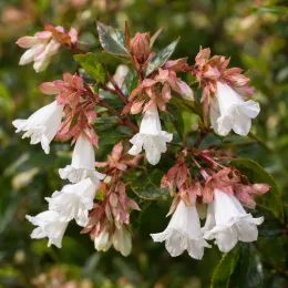 Abelia de chine 'Little richard' (Abelia zanderi) — grappes de fleurs blanches à bractées rosées · Photo d'illustration