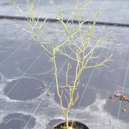Agrume hybride 'Forner alcaide® 5' (Citrus) — jeune agrume défeuillé en pot sur bâche · Pot 3L Touffe