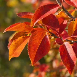 Amélanchier à feuille d'aulne 'Robin hill' (Amelanchier arborea) — feuilles colorées sur rameau, gros plan