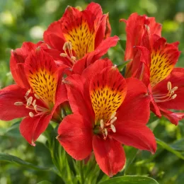 Lys des incas 'Summer pepper' (Alstroemeria) — gros plan de fleurs rouges tachetées jaunes